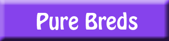 rescuing pure bred dogs from animal shelters